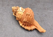 Pear Triton Seashell Cymatium Pyrum (1 shell approx. 3+ inches)