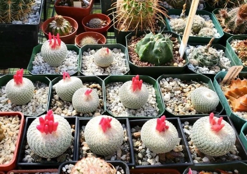  Epithelantha micromeris var. bokei (15 seeds) - Image 3 of 4