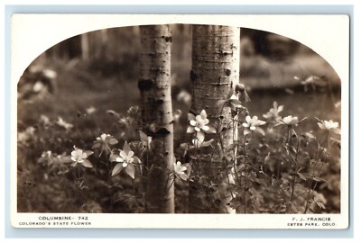 c1936 Columbine Colorado State Flower Estes Park CO RPPC Photo Postcard