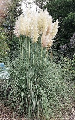SAMEN Pampasgras Ziergras für den Garten Kübelpflanze winterhart tolle