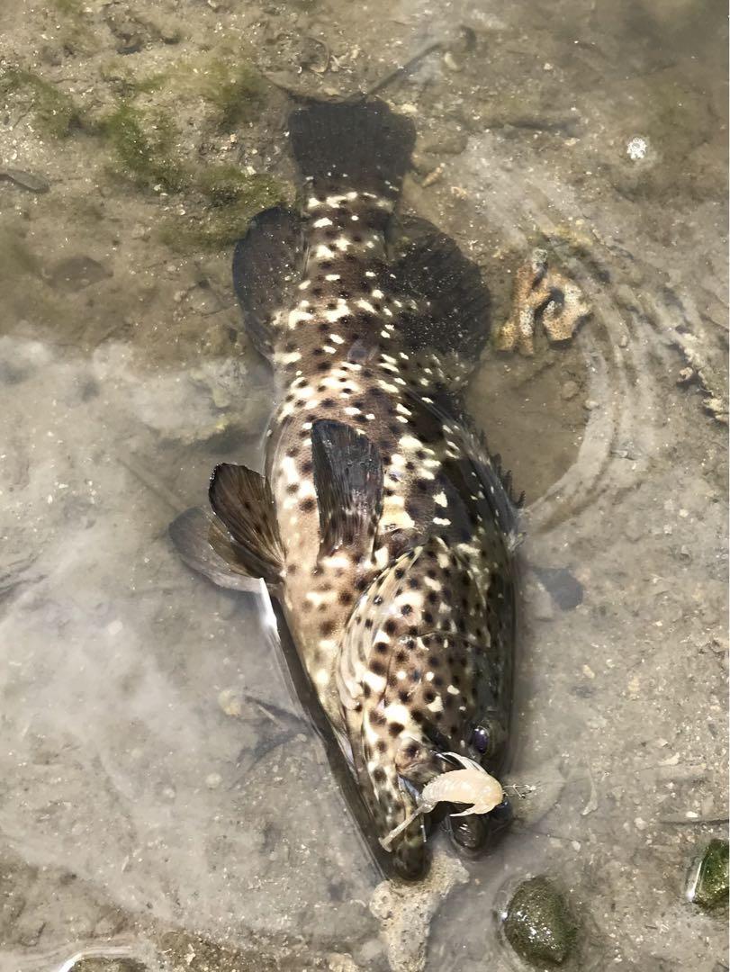 Fishing Lure Megabass Rock Hog 2.5Inch Set