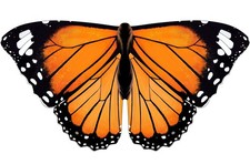Toddler-Kids Butterfly-Wings for Girls Butterfly-Costume