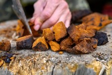 Premium Wild Dried Chaga Inonotus obliquus Mushroom - Hand Picked with Care