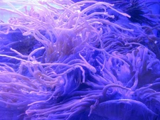 Red Anemone, 12 inch- clown hosting coral