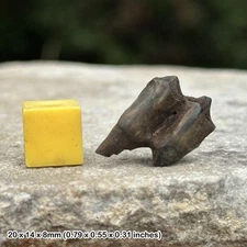 Deer tooth fossil (odocoileus virginianus) | pleistocene era | genuine specimen