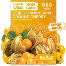 650 Aunt Molly Ground Cherry Seeds for Planting (Physalis Pruinosa) – Non GMO & 