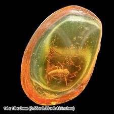 Baltic Amber Fossil Leafhopper Nymph Cicadellidae Eocene Insect Inclusion