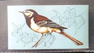 TETLEY TEA CARD BRITISH BIRDS 1970 #46 PIED WAGTAIL(MALE)