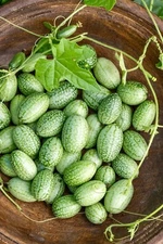 Mexican Sour Gherkin Cucumber Seeds