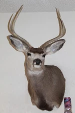 Mule Deer Head Mount Taxidermy Antler Cape Whitetail Log Cabin Decor Hunt Horn