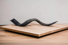 A huge Natural Judaica Kosher 130 Cm Yemenite Kudu Shofar Horn Israel 51" Big