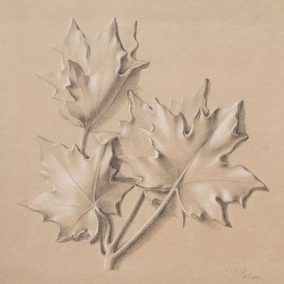 Akademische Studie Zeichnung Wilhelm Palm Ahorn Blätter Bleistift mit Weiß 1866