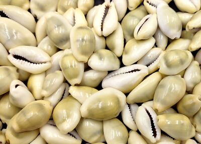 Money Cowrie Seashells Bulk (approx. half cup 35+ shells 0.5+ inches)