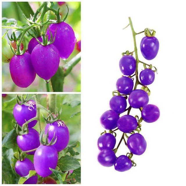 large cherry tomato varieties