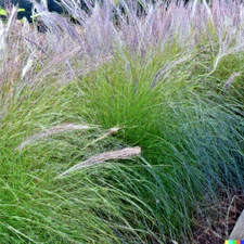 1,000+ Ornamental Grass Seeds | Andropogon gerardii Landscaping Marvel, Big Blue