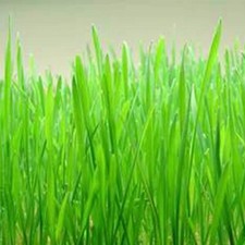 Cat Grass/Red Wheat, 300 Seeds. Heirloom Organic Free Shipping.