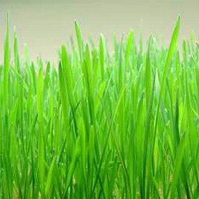 #ad Cat Grass Red Wheat 300 Seeds. Heirloom Organic Free Shipping. $3.95