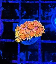 CE- WYSIWYG Burning Man Rainbow Goni Frag - Live Coral Frag LPS SPS #R1GA11