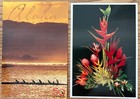 SCENES HAWAI'I - ALOHA - 2 Postcards - Canoe Paddlers & Tropical Foliage - NEW — photo 1