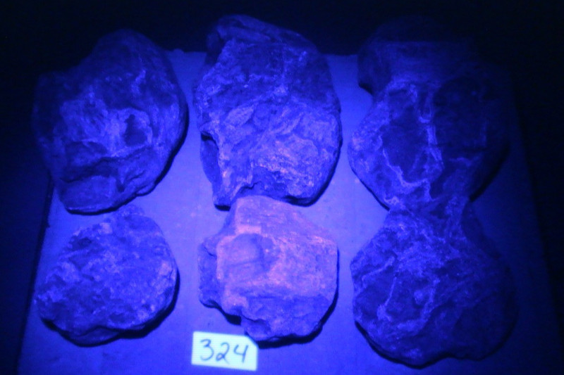 Coquina, Fossils, Coral Lot, Arts Crafts. Etching, History, 6 LBS, 6 OZ, #324