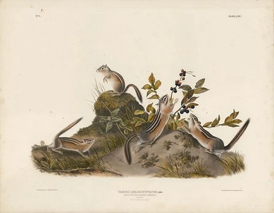 Original Imperial Four Striped Ground Squirrel, plate 24