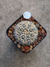 Astrophytum Asterias cv Hanazono perfect pattern, shown in 2.75" pot