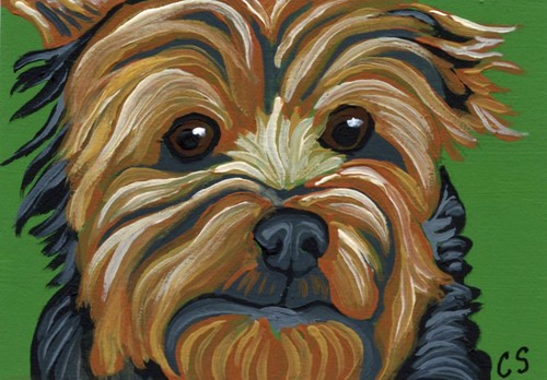 ACEO Original  Miniature Painting Yorkshire Terrier  Pet Dog Art -Carla Smale