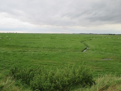 Photo A3 Longton  Marsh  with  Sheep  grazing Hall Green/SD4624 This se c2016