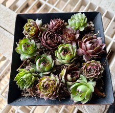 10 Live Hardy Plants Hens and Chicks Sempervivum Mix Variety