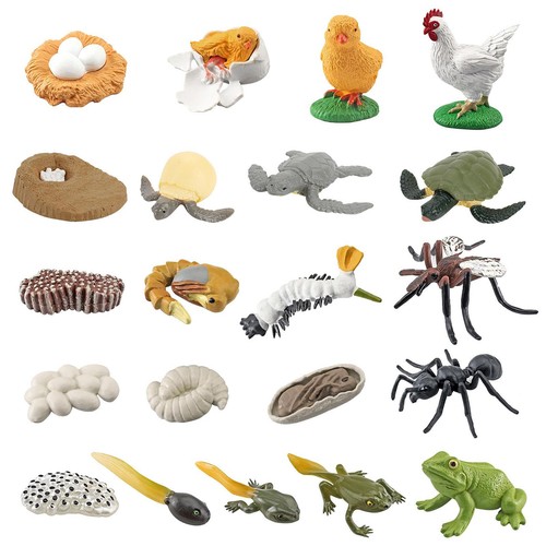 Simulation Animals Life Cycle Figurine Growth Cycle Model Action Figures Kid Toy
