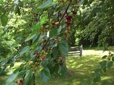 RED MULBERRY TREE CUTTINGS SET OF 12 UNROOTED 