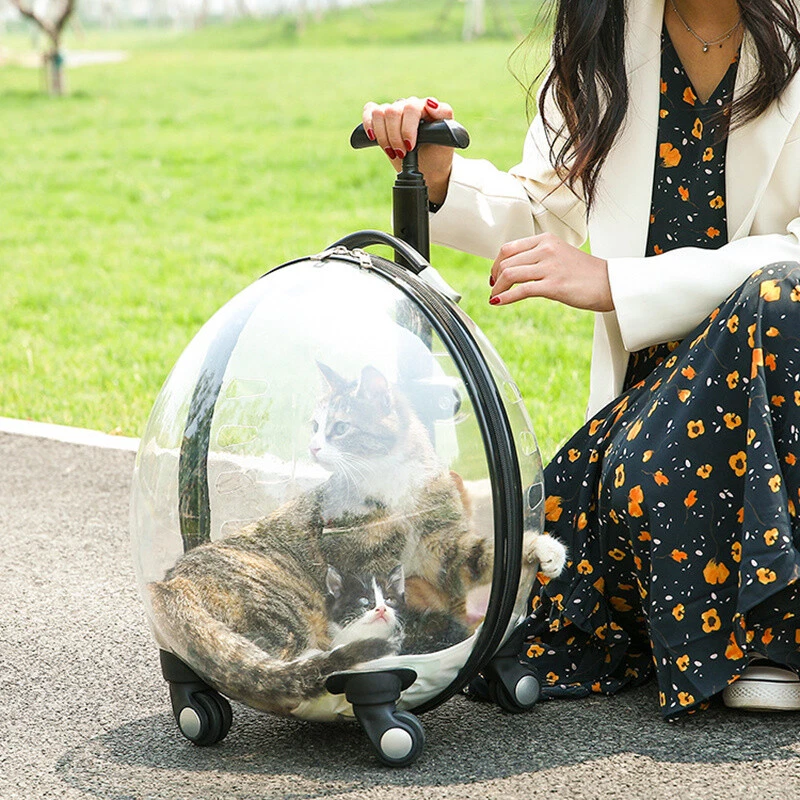 Kitten carry case cheap
