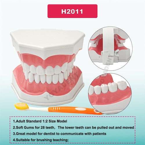 Multiple Types Dental Teeth Model Ortho Implant Practice Teaching Demo Model - Picture 260 of 276