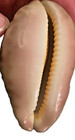 Cowrie natural sea shells — photo 7
