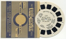 Desert Cactus in Bloom 1940's HL Style View-Master Reel 289