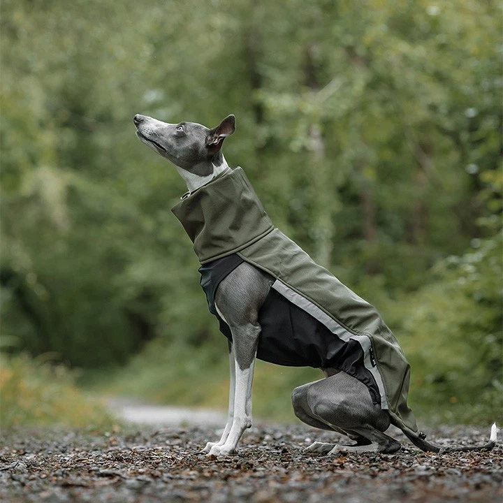 Sofshelljacke Windhund - Greyhound Galgo Whippet Windspiel Jumper Pullover - Bild 2 von 4