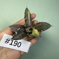 Sale Rare Plant Agave titanota "White Whale" Striata Variegata Garden WYSIWYG