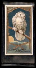 SNOWY OWL 1888 N4 Allen & Ginter Birds of America