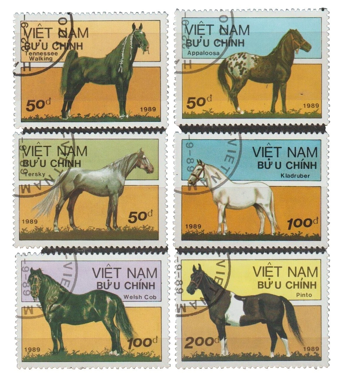 Caballos Sellos vietnamita