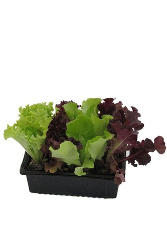 Salatjungpflanzen, Salatjungpflanzen 10er Set , Lactuca sativa var. capitata - Bild 1 von 4