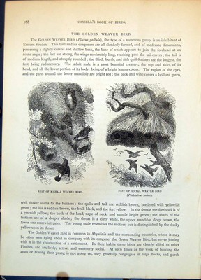 Alter Druck Nester Mahali Weber Vogel Social Philetaerus Socius Bäume um 1874 19.