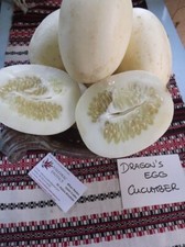 Dragons Egg Cucumber -  Gurke - 5+ seeds - Graines - Samen - Cu 034