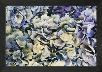 Verblassende Hortensie Blumen gerahmtes Wandbild Poster Leinwanddruck Bild