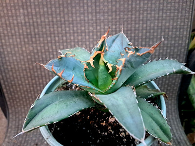 Agave Titanota sp Plant | eBay