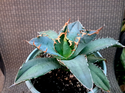 alocasia zebrina stecklinge Alocasia Zebrina 'Black Stem' | Kostenloser Versand ab 749 kr