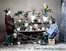 Tending Bonsi Trees, Japan - 1880s - Historic Photo Print