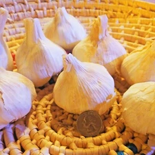 Early Italian GARLIC 3 bulbs-2lbs Fresh Organic Heirloom Hardneck Plant or Eat
