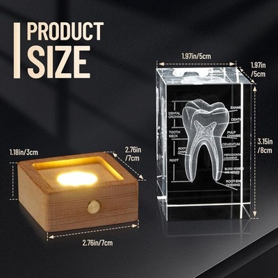 Tooth Ornament 3D Human Tooth Crystal Model for Home Decoration Dentists Gifts