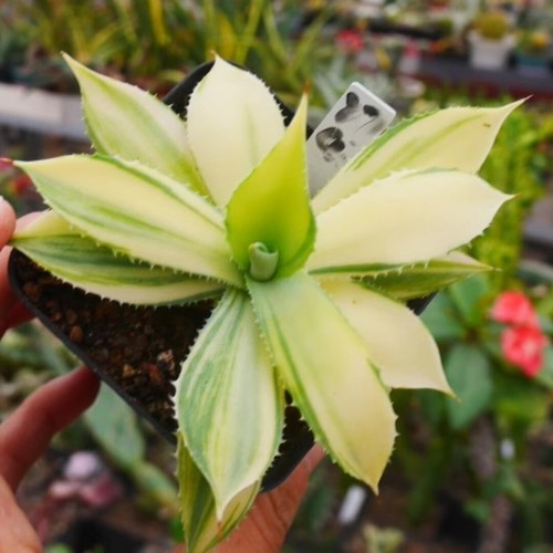 10CM Succulent Agave Plant Agave Potatorum Verschaffelti Variegata Garden Plant - Picture 11 of 12