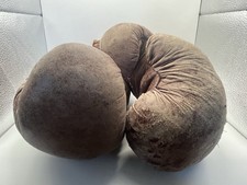 Vtg 1950s Benlee 745-14 Leather Boxing Gloves Horsehair 14oz Rocky Marciano Era